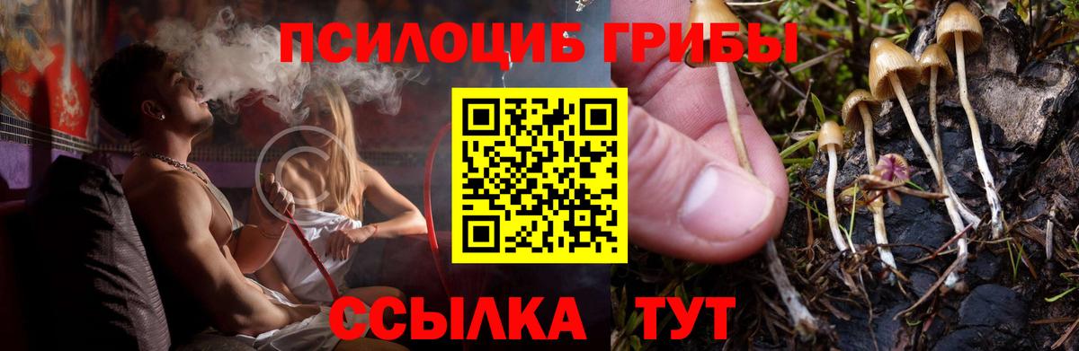 Псилоцибиновые грибы Cubensis Киселёвск